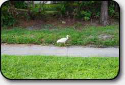 Even the ibis love to walk our neighborhood